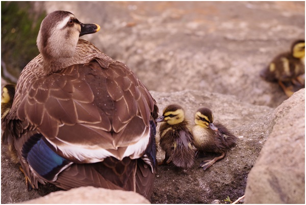  Tsukuda Hori ~ Indian spot-billed duck chicks are born~