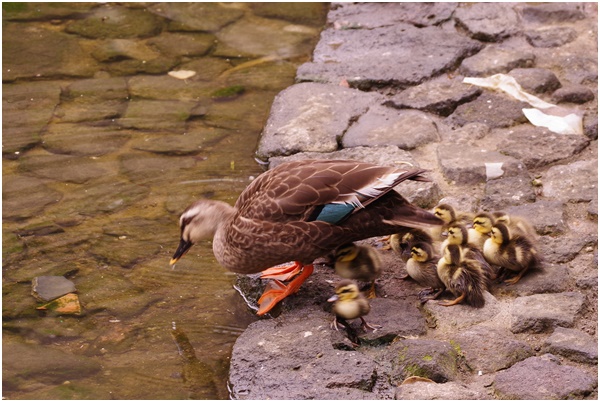 Outing for a meal Tsukuda Hori ~ Indian spot-billed duck chicks are born ~