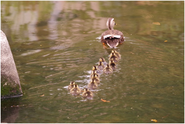  Tsukuda Hori ~ Indian spot-billed duck chicks are born~