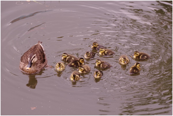  Tsukuda Hori ~ Indian spot-billed duck chicks are born~