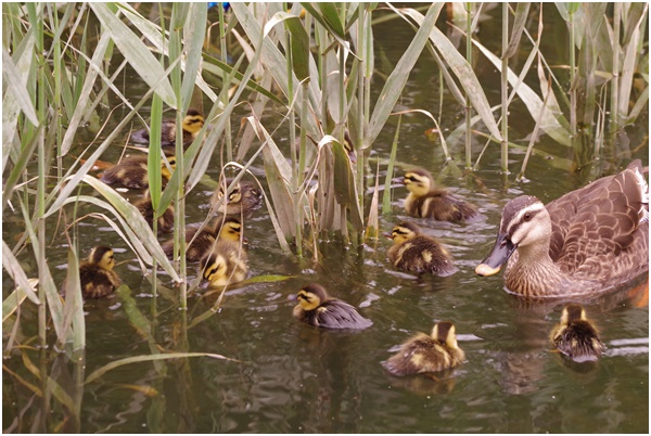  Tsukuda Hori ~ Indian spot-billed duck chicks are born~