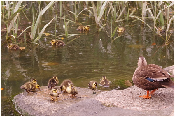  Tsukuda Hori ~ Indian spot-billed duck chicks are born~