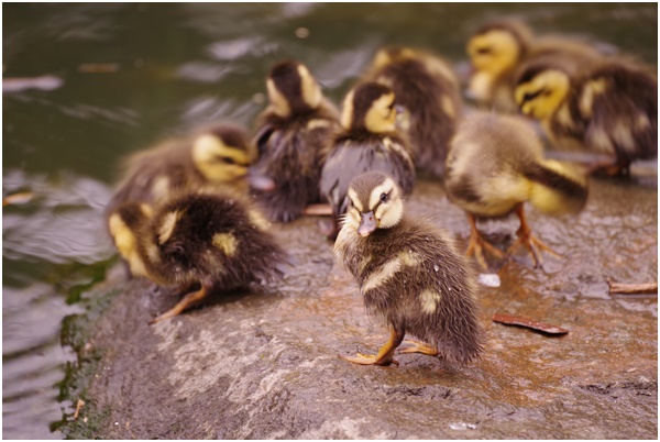 Tsukudabori-Indian spot-billed duck's chicks were born~