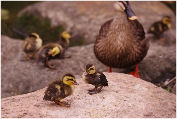  Tsukuda Hori ~ Indian spot-billed duck chicks are born~