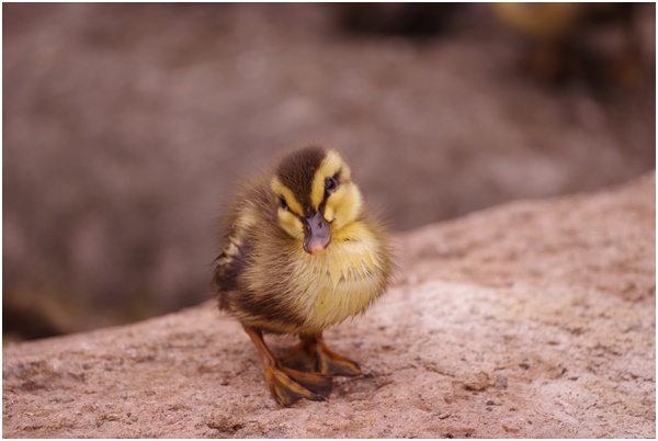  Tsukuda Hori ~ Indian spot-billed duck chicks are born~