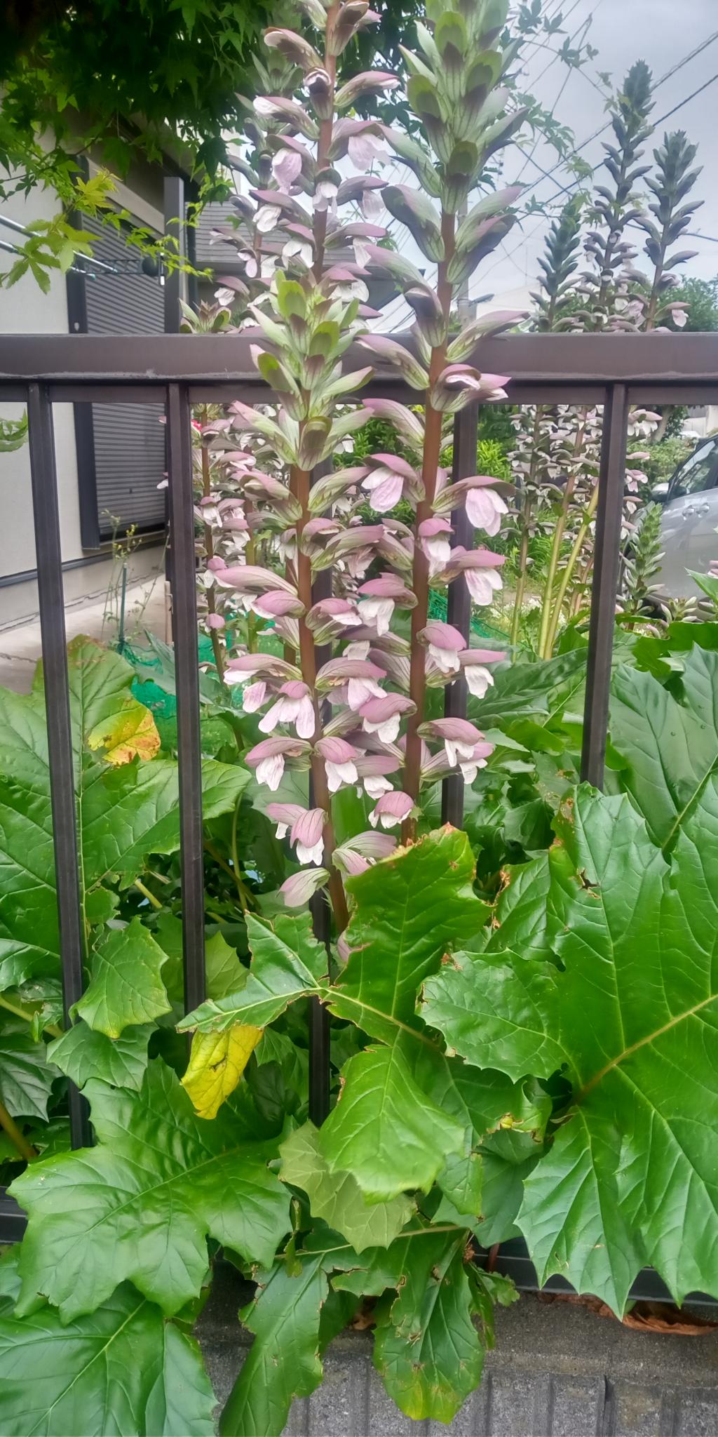 Acanthus plants can also be found in Hibiya Park, "Lucking decorations-Architecture and Rediscovering Nihonbashi-"