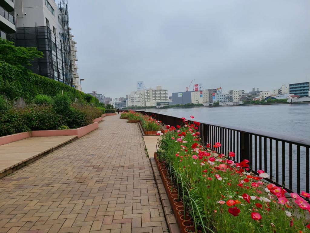 Flowerbed map of Sumida River Flowerbed that colors the waterside of Sumida River. Do you know the distribution?