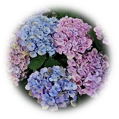  2021 Hydrangea Garden in Early Summer