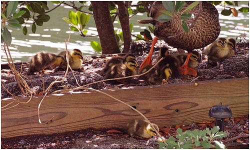 Child care of Indian spot-billed duck chick wild birds crossing the Sumida River on the first day of birth! ~ Indian spot-billed duck common kingfisher Swallow ~