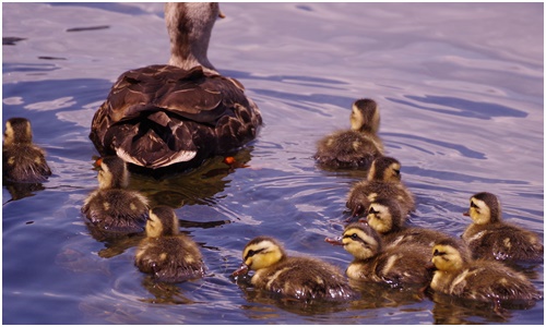  I'm busy raising wild birds! ~ Indian spot-billed duck common kingfisher Swallow ~