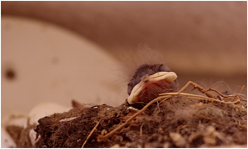 I'm busy raising swallow wild birds in Ginza just after birth! ~ Indian spot-billed duck common kingfisher Swallow ~