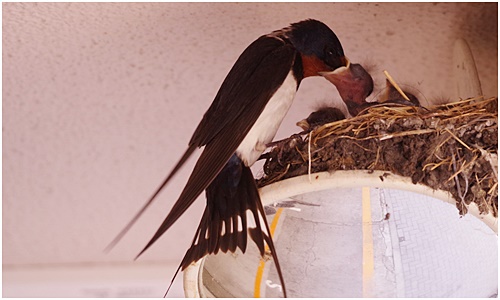  I'm busy raising wild birds! ~ Indian spot-billed duck common kingfisher Swallow ~