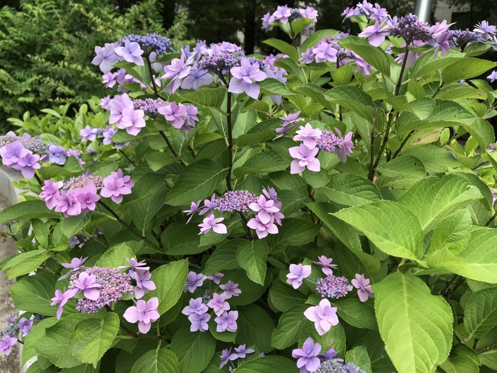  It's best to see hydrangea under the rainy season sky.