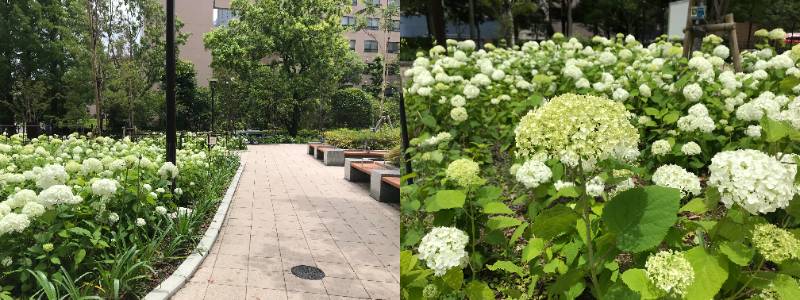 Central Plaza in Tsukiji River Park The hydrangea under the rainy season sky is in full bloom.