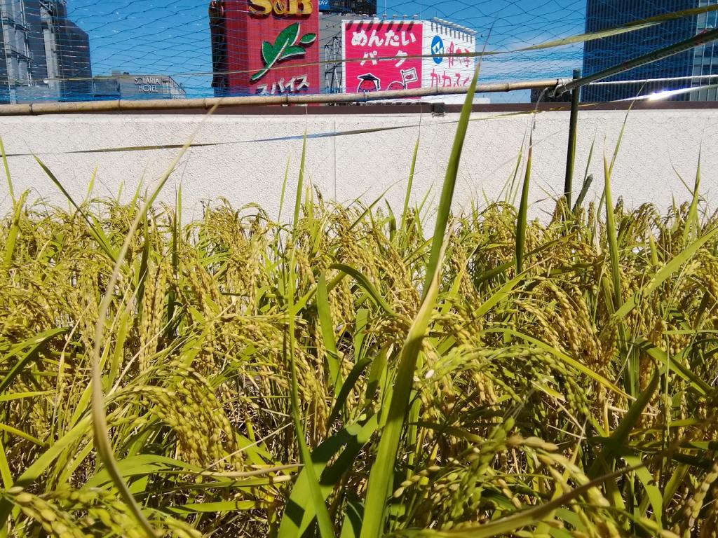  Hakutsuru Ginza Tenku Farm 2021 rice planting again this year.
　　~ Hakutsuru Sake Brewery ~