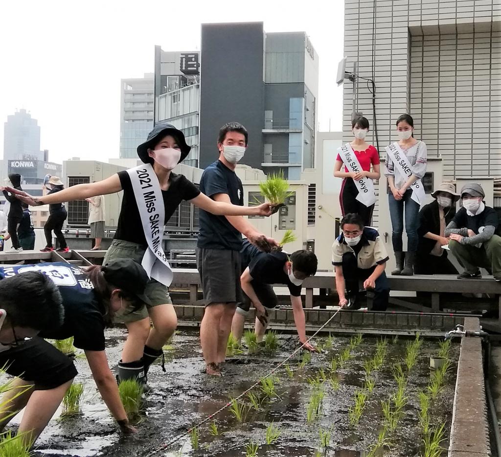  Hakutsuru Ginza Tenku Farm 2021 rice planting again this year.
　　~ Hakutsuru Sake Brewery ~