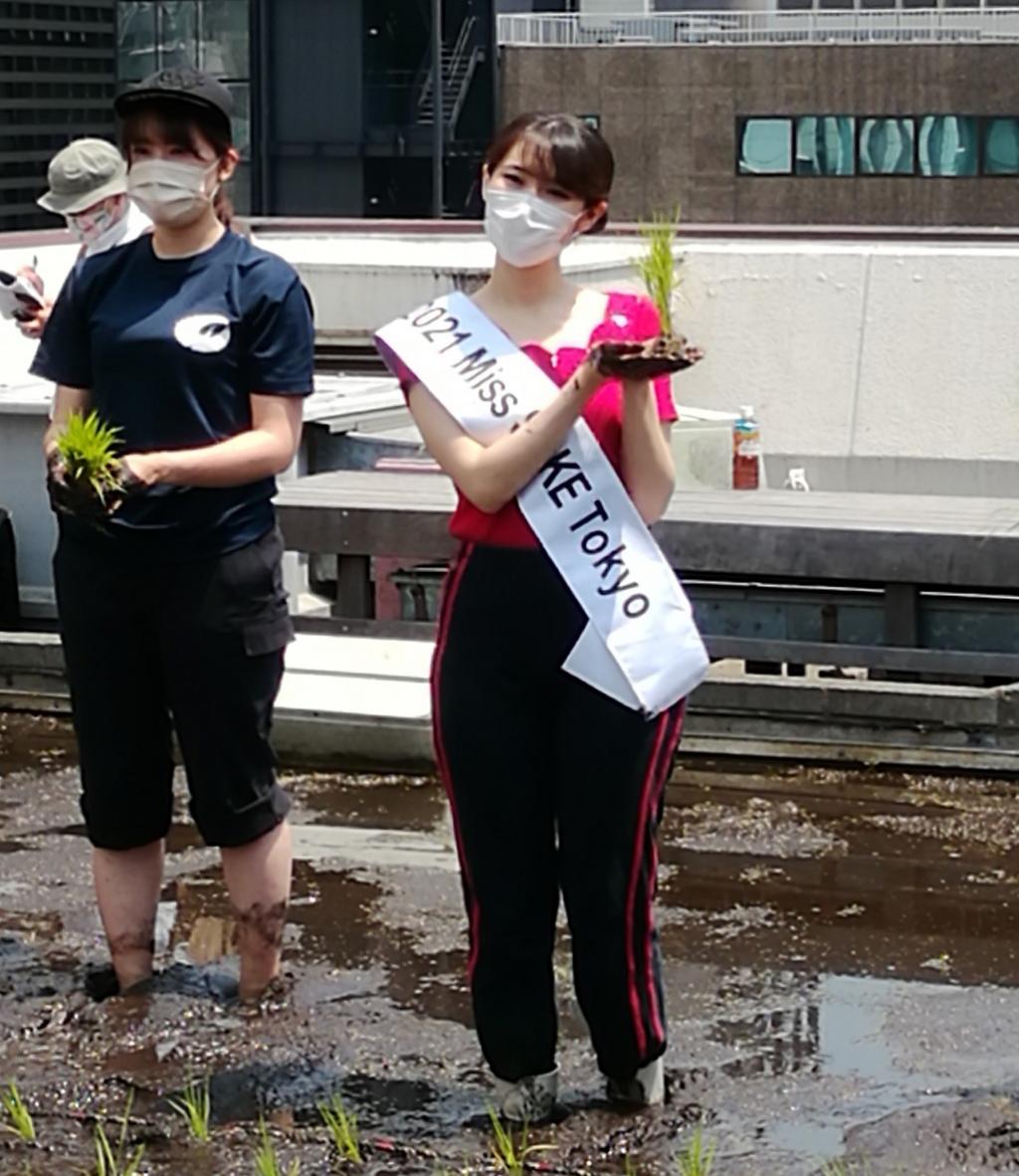  Hakutsuru Ginza Tenku Farm 2021 rice planting again this year.
　　~ Hakutsuru Sake Brewery ~