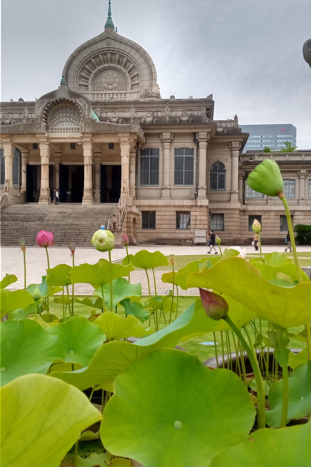 Tsukiji Honganji Important Cultural Property Walking on Chuo-ku 6/27, where lotus flowers were also blooming, Sumida River Important Cultural Property Mitsuhashi Doboraji Polo Shirt Guide Kachidokibashi