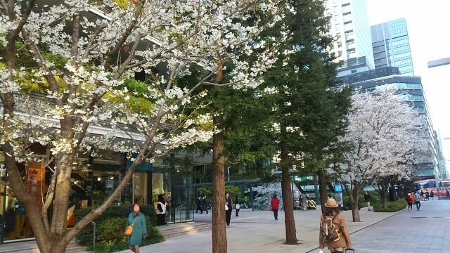  Three Views of Cherry Blossoms in Kyobashi