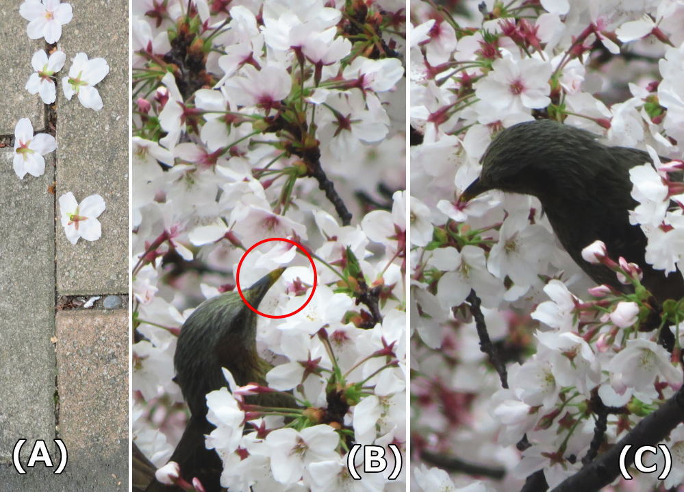 Cherry blossoms at Sakura-dori St. (tentative name)