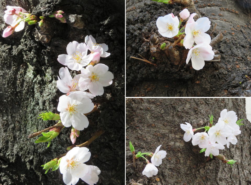 Cherry blossoms on Sakura-dori St. full of torso (tentative name)