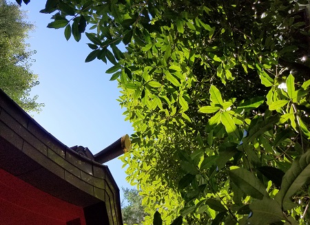  A complex building with osmanthus