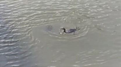  Waterfowl of the Kamejima River Takahashi. Cormorant and Indian spot-billed duck Parent and Child