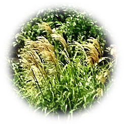  2021 early autumn dotted Japanese pampas grass flowering