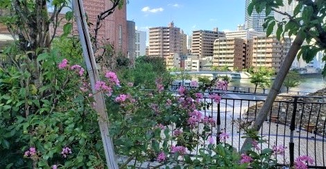  At Harumi Island Triton Square Garden, autumn flowers are waiting for you.