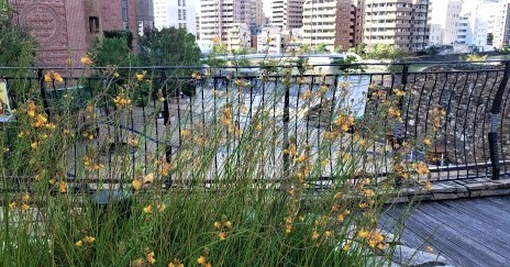  At Harumi Island Triton Square Garden, autumn flowers are waiting for you.