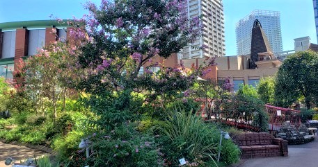  At Harumi Island Triton Square Garden, autumn flowers are waiting for you.