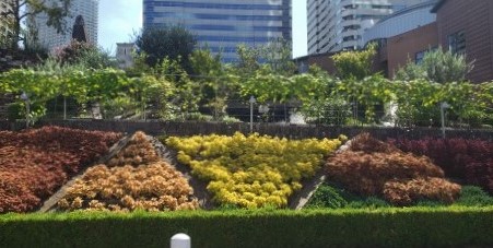  At Harumi Island Triton Square Garden, autumn flowers are waiting for you.