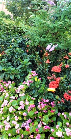  At Harumi Island Triton Square Garden, autumn flowers are waiting for you.