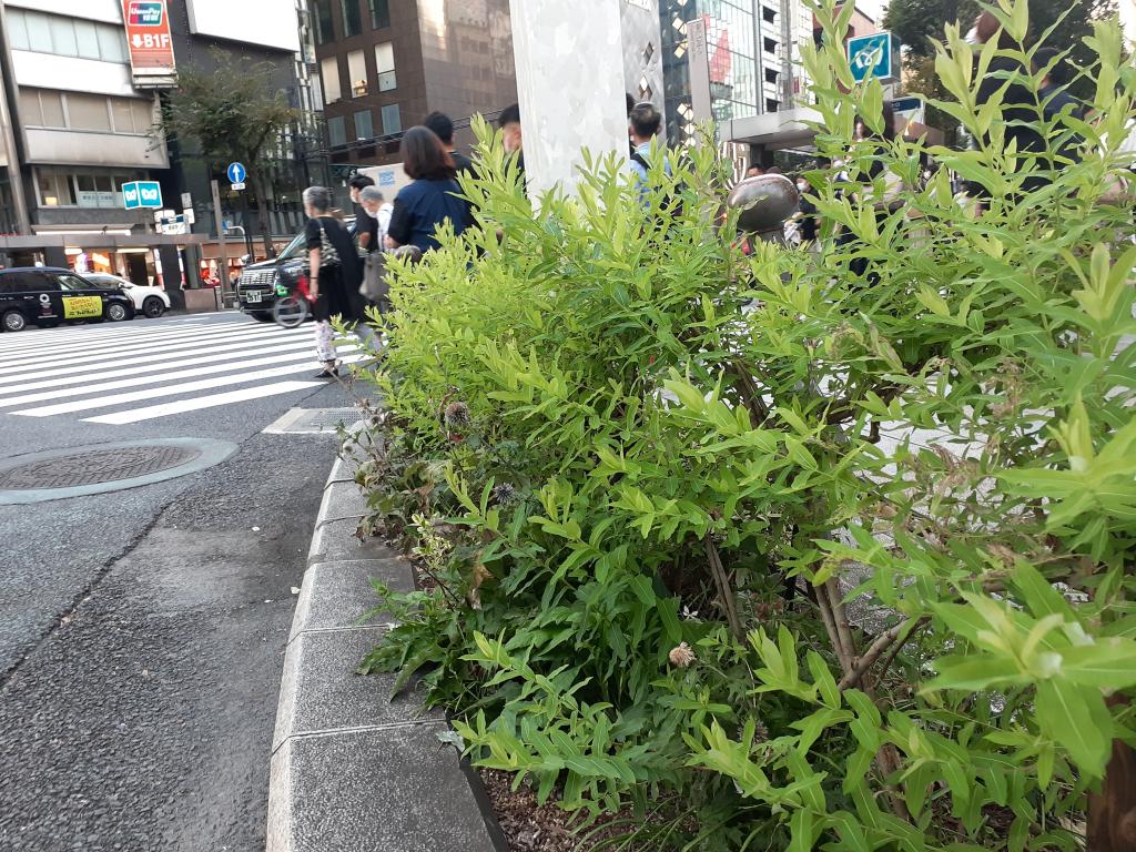  NEW GINZA STREETSCAPE-Japanese tradition and global warming considered on the street corner of Ginza