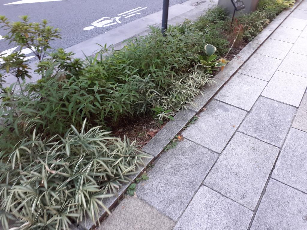  NEW GINZA STREETSCAPE-Japanese tradition and global warming considered on the street corner of Ginza