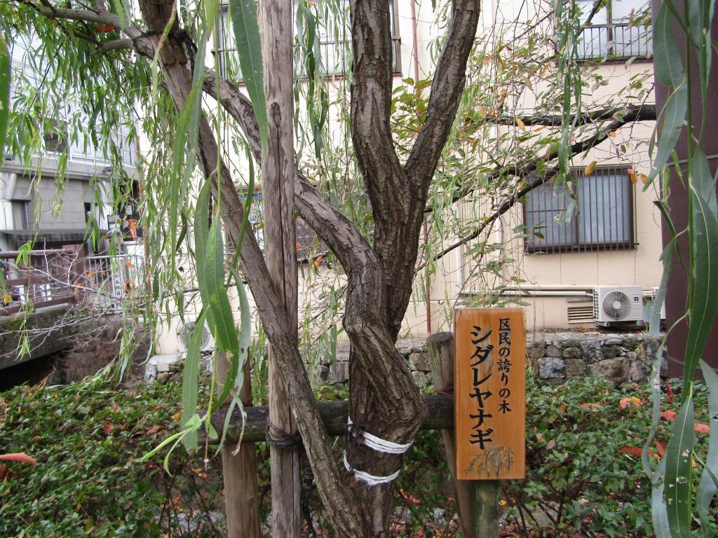  [The 32nd Excursion Series] It was also in Kyoto! Willow in Ginza