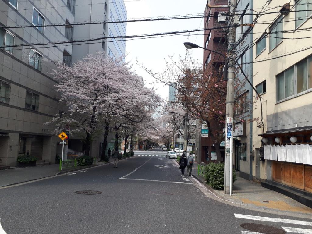 Known as "Sakura-dori St." Spring is full!　Cherry blossoms are in full bloom!　Ukiuki Chuo-ku