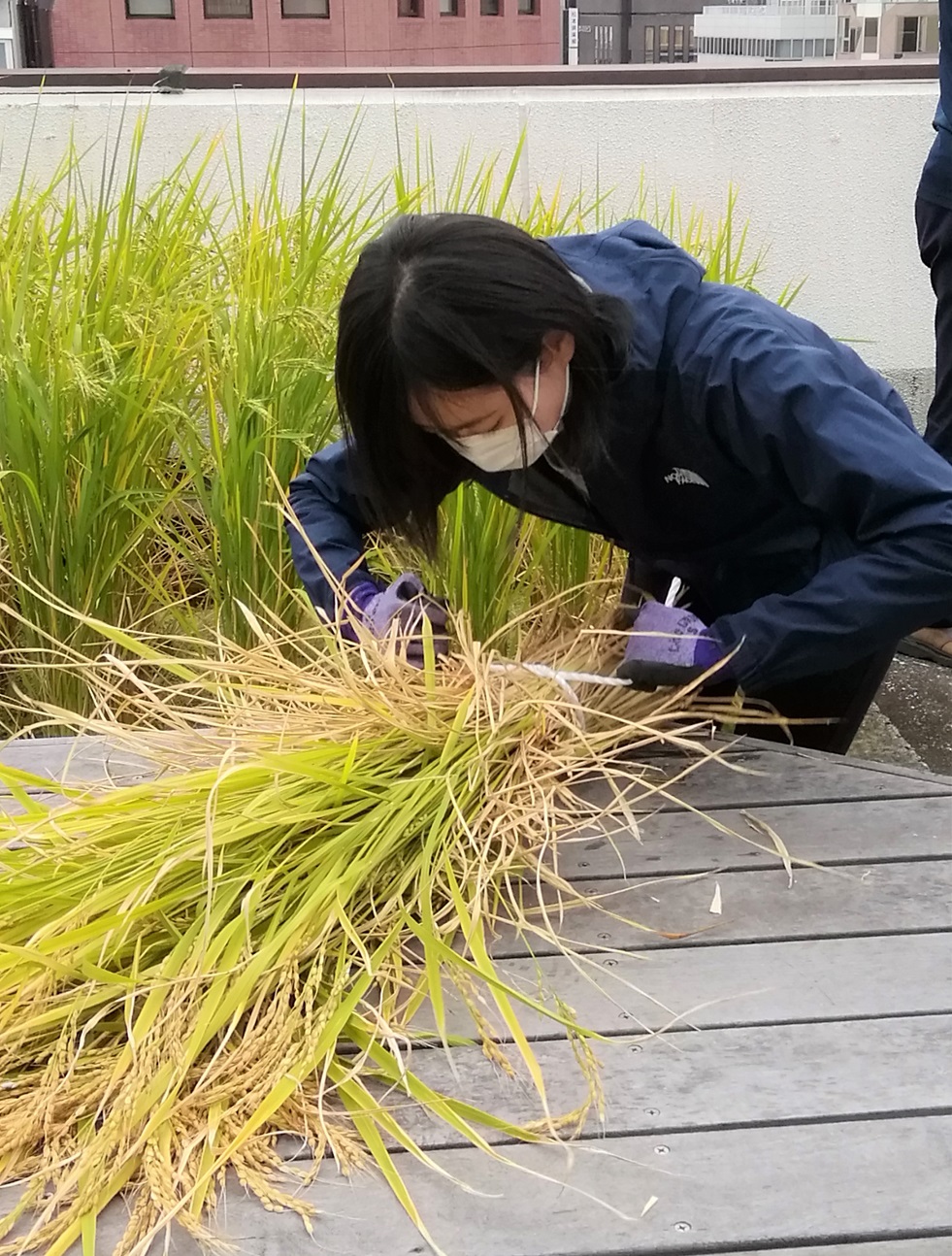  2021 Hakutsuru Ginza Tenku Rice Harvesting
　　~ Hakutsuru Sake Brewery ~