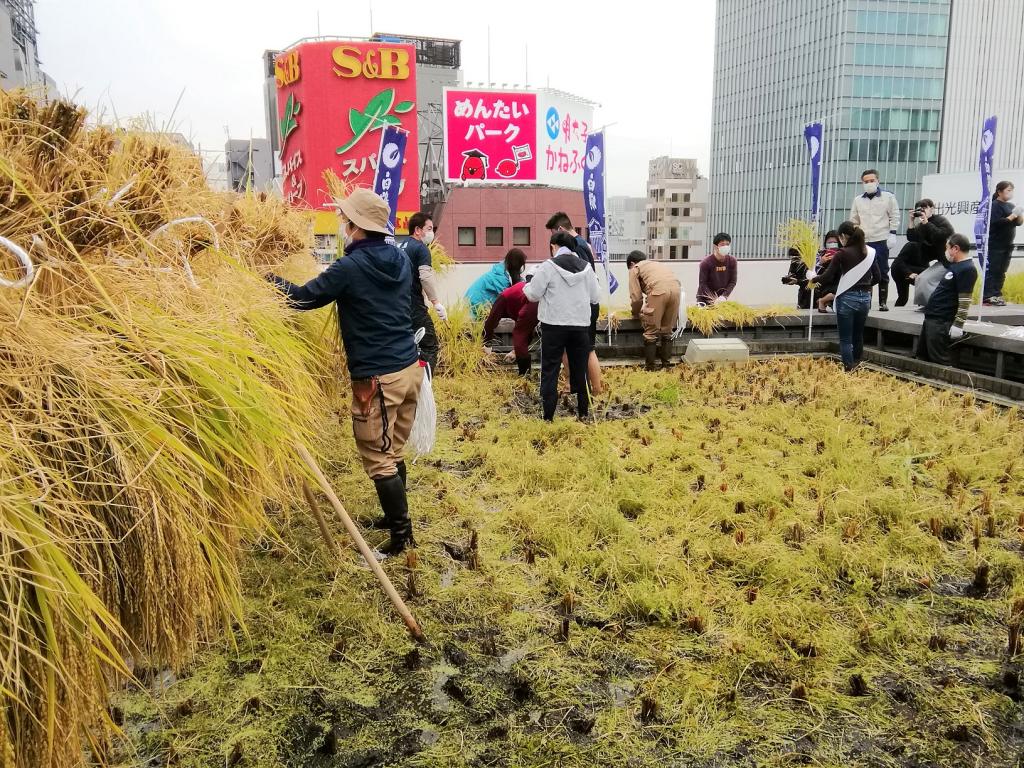  2021 Hakutsuru Ginza Tenku Rice Harvesting
　　~ Hakutsuru Sake Brewery ~