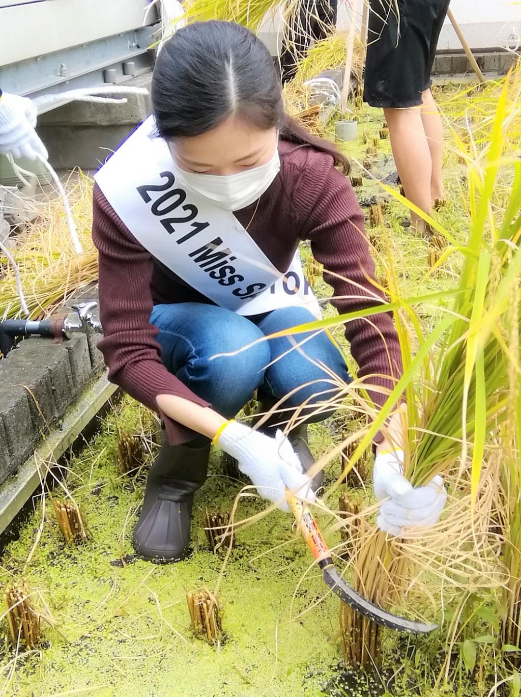  2021 Hakutsuru Ginza Tenku Rice Harvesting
　　~ Hakutsuru Sake Brewery ~