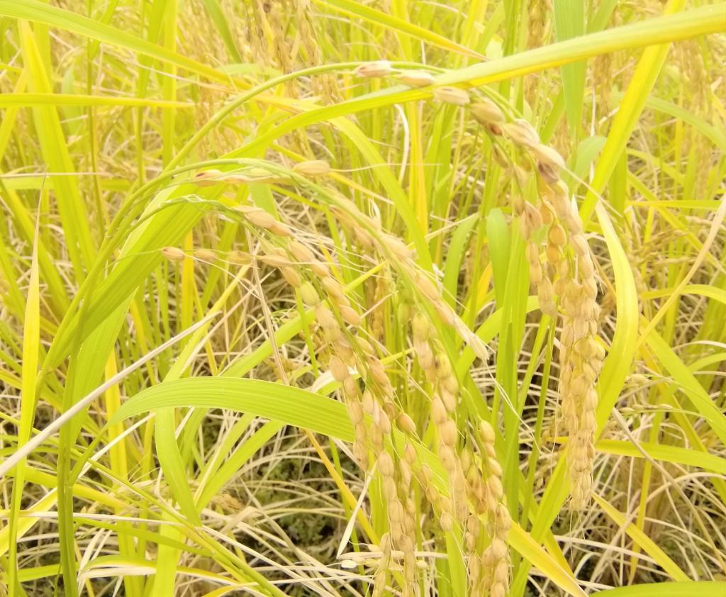  2021 Hakutsuru Ginza Tenku Rice Harvesting
　　~ Hakutsuru Sake Brewery ~