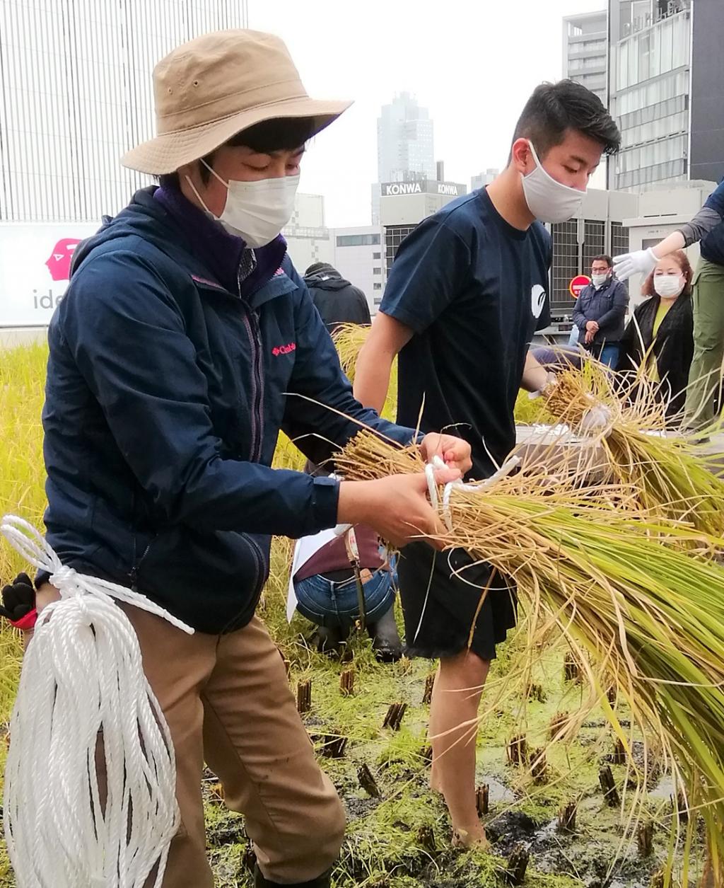  2021 Hakutsuru Ginza Tenku Rice Harvesting
　　~ Hakutsuru Sake Brewery ~