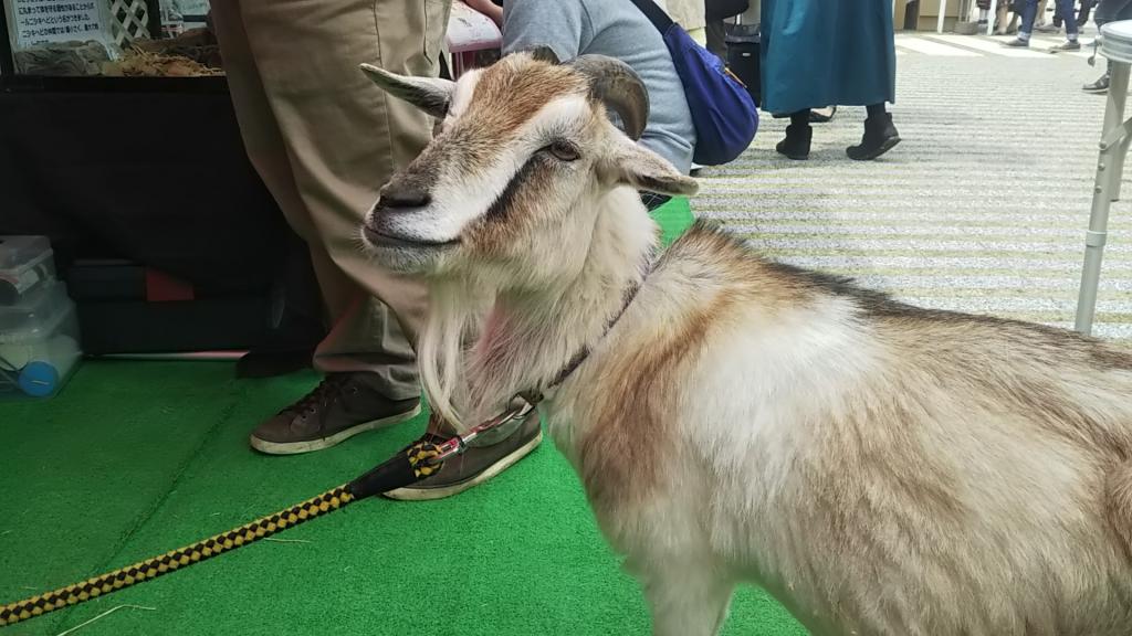 At the mobile zoo, goat opponents went to Nammatsuri Ningyocho Great Kannon-ji and Tsukiji Honganji.