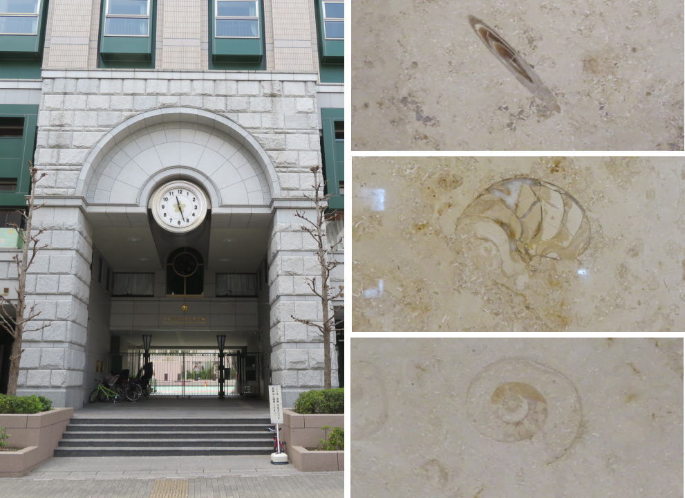 Ammonites are also located at Ningyocho Library (Nihonbashi Elementary School) in the back of Kidai Shoran.