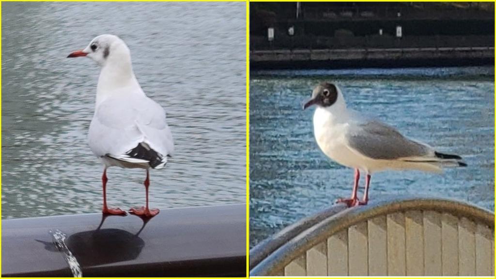 How to distinguish Yurikamome Birds of Tokyo residents return on the Sumida River!