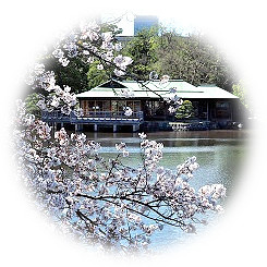  Yoshino cherry tree Remaining 2019