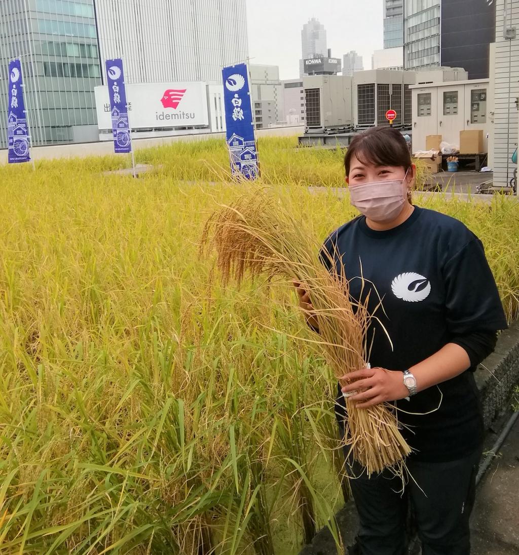  2021 Hakutsuru Ginza Tenku Farm Grade Inspection of Sake Rice Harvested
　　~ Hakutsuru Sake Brewery ~