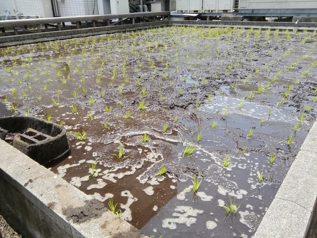  2021 Hakutsuru Ginza Tenku Farm Grade Inspection of Sake Rice Harvested
　　~ Hakutsuru Sake Brewery ~