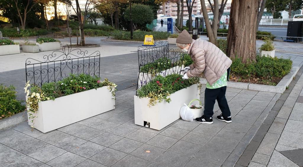  I met a volunteer for flower care at Reimeibashi Park.