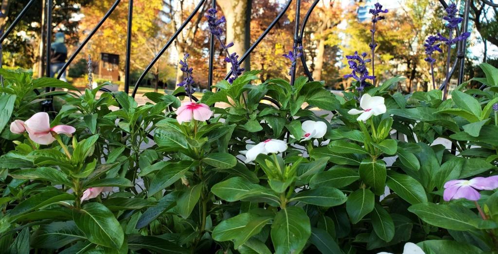  I met a volunteer for flower care at Reimeibashi Park.